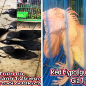 Công an thành phố Cần Thơ xử lý nghiêm các hành vi săn bắt, mua bán, vận chuyển và tiêu thụ trái phép động vật hoang dã trên địa bàn