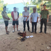 Công an phường Mỹ Quới bắt quả tang 04 đối tượng  đá gà ăn thua bằng tiền