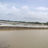 Cảnh báo hành vi nuôi ốc bưu vàng trái phép - chung tay bảo vệ môi trường sản xuất nông nghiệp