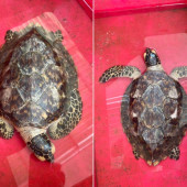 Công an xã Đại Hải bàn giao rùa biển quý hiếm cho lực lượng Kiểm lâm