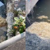 Xử lý nghiêm hành vi đổ lông gà ra sông: Bài học về ý thức bảo vệ môi trường