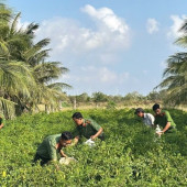 Công an xã Vĩnh Hải hỗ trợ nông dân thu hoạch nông sản, thể hiện tinh thần “Gần dân nhất” từ những việc làm giản dị
