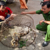 Công an xã An Ninh tiếp nhận thêm 03 cá thể rồng Nam Mỹ do người dân tự nguyện giao nộp