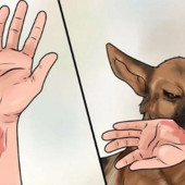 Đừng chủ quan với bệnh dại - chủ động phòng ngừa để bảo vệ tính mạng