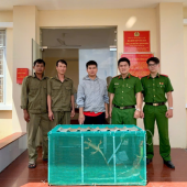 Công an phường Khánh Hòa tiếp nhận 10 cá thể rồng Nam Mỹ do người dân tự nguyện giao nộp