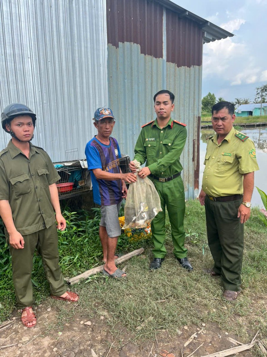 Người dân tự nguyện giao nộp 04 cá thể chim Quốc cho Công an xã Phương Bình.